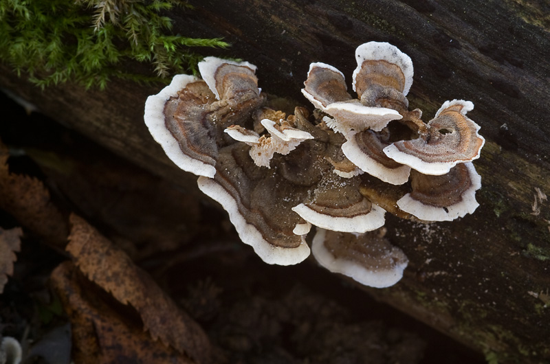 Trametes versicolor